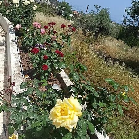 Panorama 호스텔 *