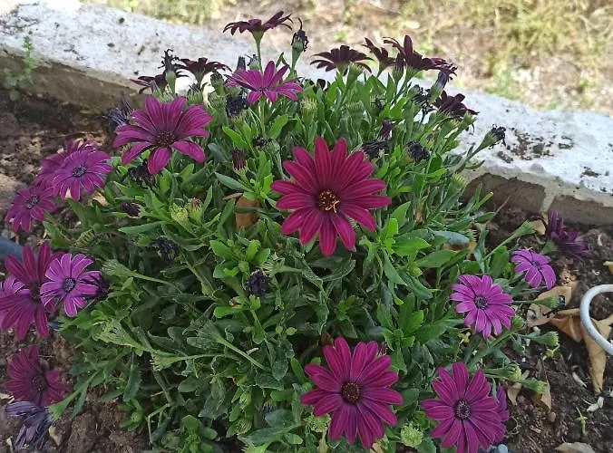 Auberge de jeunesse Panorama